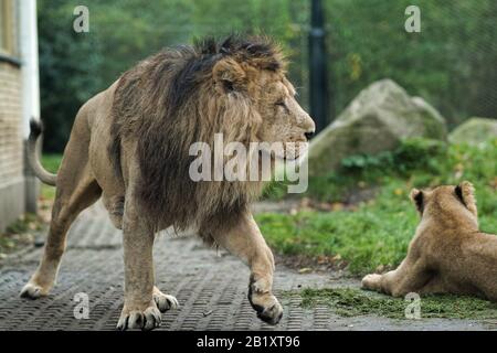 il leone e la leonessa stanno giocando in giro sull'erba nei paesi bassi Foto Stock