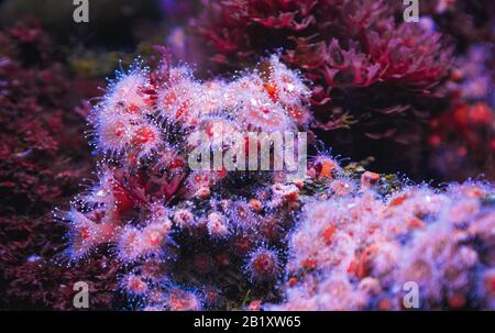 corallo di anemone blu viola in un acquario a blijdorp rotterdam paesi bassi Foto Stock