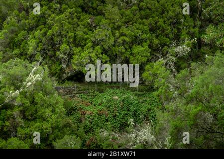 Wanderweg, Rabacal-Tal, Zentralgebirge, Madeira, Portogallo Foto Stock