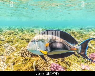 Riprese subacquee nel Mar Rosso, Egitto. Chirurgo arabo - riconoscibile da pinne anteriori giallo brillante. La seconda caratteristica distintiva di questo pesce Foto Stock