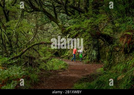 Wanderweg, Rabacal-Tal, Zentralgebirge, Madeira, Portogallo Foto Stock