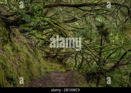 Wanderweg, Rabacal-Tal, Zentralgebirge, Madeira, Portogallo Foto Stock