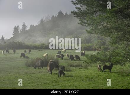 Schafsweide am Pico do Arieiro, Zentralgebirge, Madeira, Portogallo Foto Stock