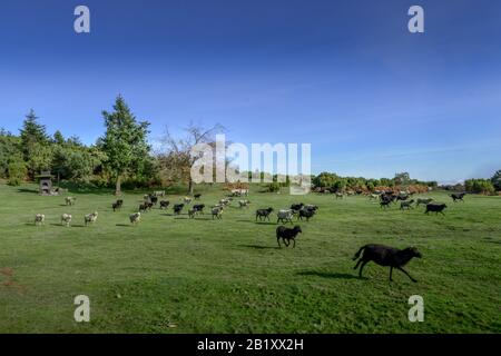 Schafsweide am Pico do Arieiro, Zentralgebirge, Madeira, Portogallo Foto Stock