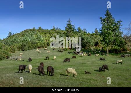 Schafsweide am Pico do Arieiro, Zentralgebirge, Madeira, Portogallo Foto Stock