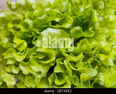 Foglie di insalata verde fresco. Il concetto di cibo sano, nutrizione adeguata, detox. Foto Stock