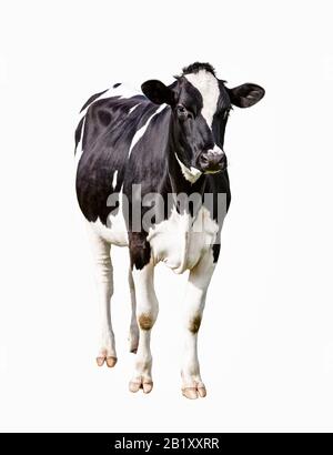Mucca, ritaglio su sfondo bianco Foto Stock