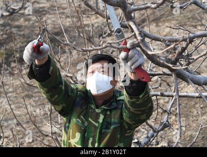 Pechino, Cina. 28th Feb, 2020. Un membro del personale taglia un albero di coraggio in una piantagione a Pechino, capitale della Cina, 28 febbraio 2020. Credito: Ren Chao/Xinhua/Alamy Live News Foto Stock