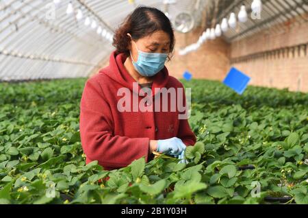 Pechino, Cina. 28th Feb, 2020. Un membro del personale taglia le piante di fragole in una serra di una piantagione a Pechino, capitale della Cina, 28 febbraio 2020. Credito: Ren Chao/Xinhua/Alamy Live News Foto Stock