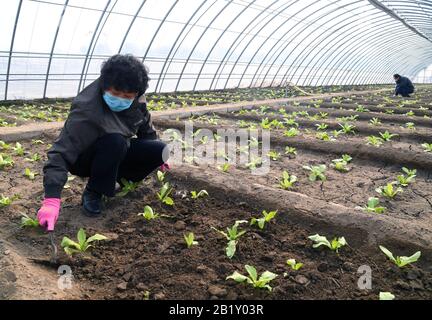 Pechino, Cina. 28th Feb, 2020. I membri del personale lavorano in una serra di una piantagione a Pechino, capitale della Cina, 28 febbraio 2020. Credito: Ren Chao/Xinhua/Alamy Live News Foto Stock