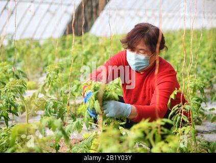 Pechino, Cina. 28th Feb, 2020. Un membro del personale lavora in una serra di una piantagione a Pechino, capitale della Cina, 28 febbraio 2020. Credito: Ren Chao/Xinhua/Alamy Live News Foto Stock