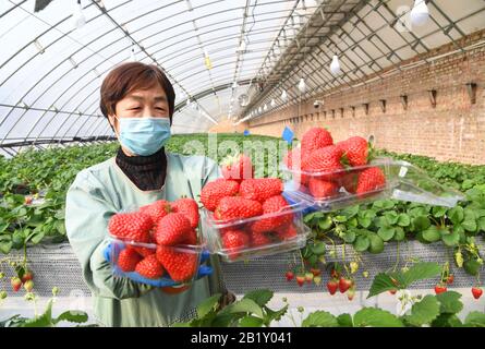 Pechino, Cina. 28th Feb, 2020. Un membro del personale mostra fragole appena raccolte in una serra di una piantagione a Pechino, capitale della Cina, 28 febbraio 2020. Credito: Ren Chao/Xinhua/Alamy Live News Foto Stock