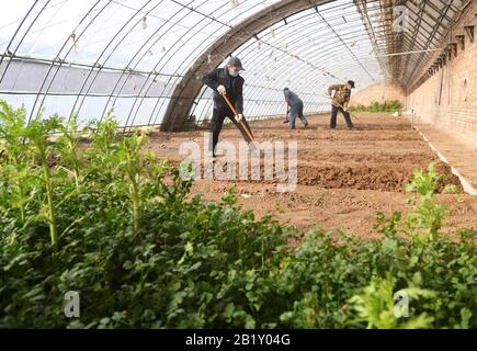 Pechino, Cina. 28th Feb, 2020. I membri del personale lavorano in una serra di una piantagione a Pechino, capitale della Cina, 28 febbraio 2020. Credito: Ren Chao/Xinhua/Alamy Live News Foto Stock