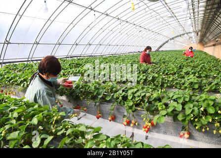 Pechino, Cina. 28th Feb, 2020. I membri del personale prelevano fragole in una serra di una piantagione a Pechino, capitale della Cina, 28 febbraio 2020. Credito: Ren Chao/Xinhua/Alamy Live News Foto Stock