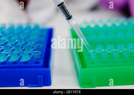 I componenti di rda sintetico, parte del kit di rilevamento Coronavirus COVID-19, vengono pipettati in provette con supporti colorati presso l'unità Primerdesign Foto Stock