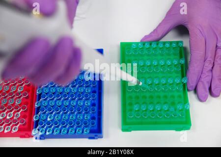 I componenti di rda sintetico, parte del kit di rilevamento Coronavirus COVID-19, vengono pipettati in provette con supporti colorati presso l'unità Primerdesign Foto Stock