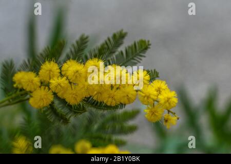 Mimosa Fiore, 8 Marzo Giorno Donne Foto Stock