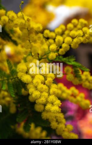 Mimosa Fiore, 8 Marzo Giorno Donne Foto Stock