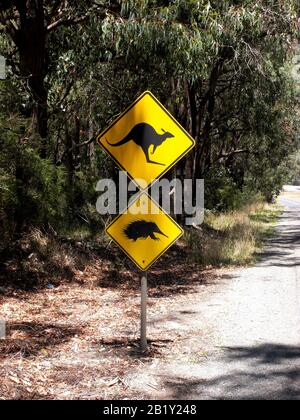 Traversata dei Canguri a Otway, Victoria Australia Foto Stock