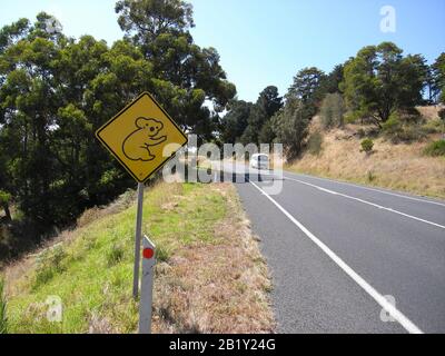 Traversata di Koala a Gippsland Australia Foto Stock