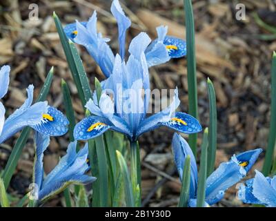 Un primo piano dei fiori blu cielo di Iris reticolata Alida Foto Stock
