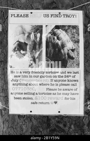 Poster per una tartaruga da compagnia smarrita, mancante o eventualmente rubata che offre una ricompensa finanziaria per un ritorno sicuro. I numeri di telefono visualizzati sono stati modificati digitalmente. Inghilterra (113) Foto Stock