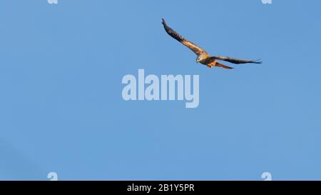 Un maestoso aquilone rosso che sorvolava su un cielo blu brillante Foto Stock