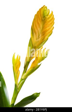 Closeup di infiorescenza gialla di Vriesea Bromeliad fiore isolato su sfondo bianco Foto Stock