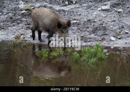 Amburgo, Germania. 27th Feb, 2020. Un cinghiale (Sus scrofa) corre lungo un corso d'acqua nella riserva di Klövensteen. Credito: Jonas Walzberg/Dpa/Alamy Live News Foto Stock