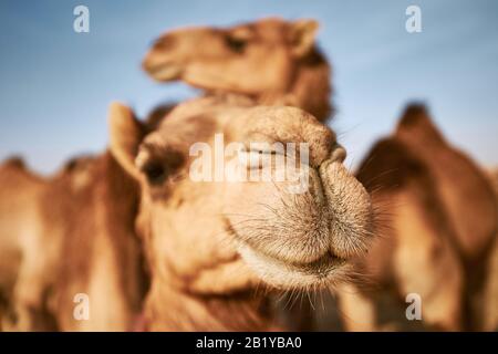 Vista ravvicinata del cammello nel deserto. Abu Dhabi, Emirati Arabi Uniti Foto Stock