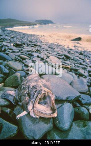 I grandi pesci morti si sono lavati a terra, vittime dell'inquinamento da petrolio greggio causato dal disastro della MV Braer nello Shetland 1993. Foto Stock