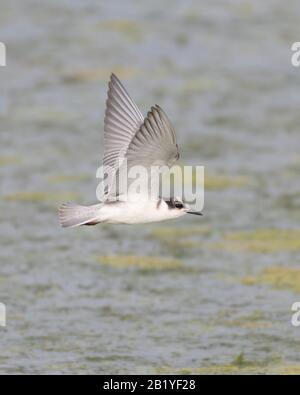 La lanterna alata bianca o la lanterna nera alata bianca Foto Stock