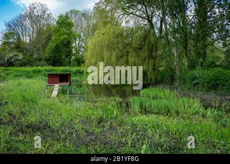 Paesaggio vista di una singola casa d'anatra in un laghetto d'anatra con un salice piangente sullo sfondo Foto Stock