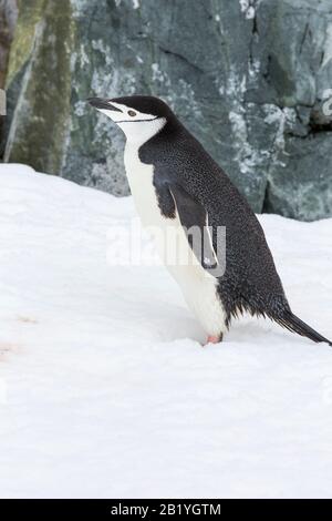 Pinguino Cintrap, Pigoscelis antarcticus a Palava Point su Due Hummock Island, nell'Arcipelago Palmer, Antartide. Foto Stock