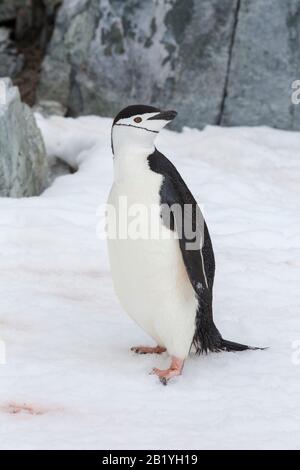 Pinguino Cintrap, Pigoscelis antarcticus a Palava Point su Due Hummock Island, nell'Arcipelago Palmer, Antartide. Foto Stock