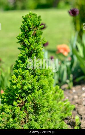Abete canadese conica, bellissimo albero verde close-up Foto Stock