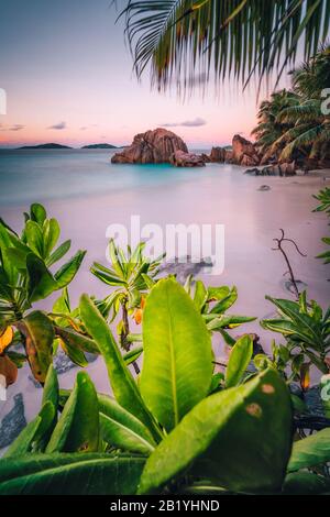 Isola Di La Digue, Seychelles. Bella spiaggia di sabbia tropicale con piante esotiche in luce lilla tramonto sera. Concetto di vacanza Foto Stock