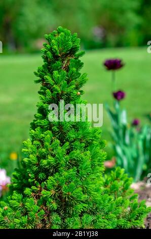 Abete canadese conica, bellissimo albero verde close-up Foto Stock