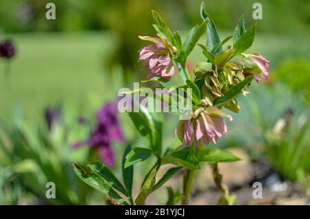 Rosso hellebore fiore primavera in un giardino circondato da erba verde e piante e alberi sullo sfondo Foto Stock