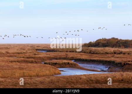 Le oche di Brent (Branta bernicla) volano per nutrire i terreni sulle insenature a bassa marea, vicino al porto delle Wells. Foto Stock
