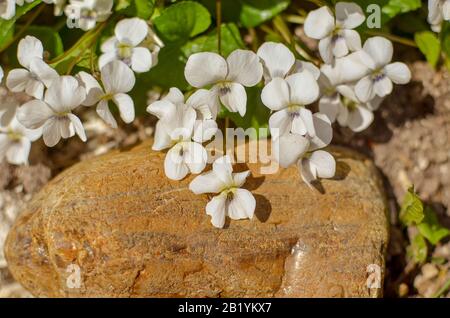 Fiori bianchi di viola odorata che crescono tra le pietre Foto Stock