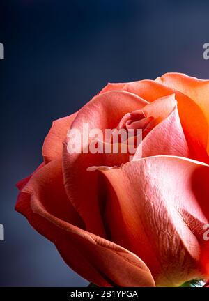 Closeup di un bel fiore rosa arancione su uno sfondo blu Foto Stock