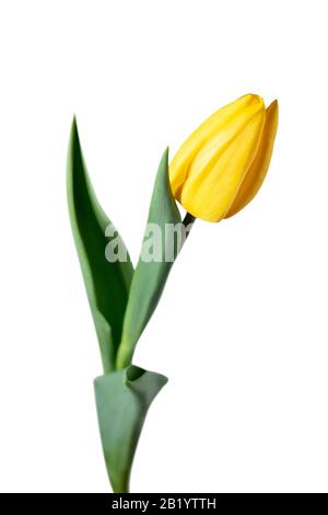 Giallo. Primo piano di bellissimo tulipano fresco isolato su sfondo bianco. CopySpace per il tuo annuncio. Organico, fiore, umore primaverile, colori tenui e profondi di petali e foglie. Magnifico e glorioso. Foto Stock