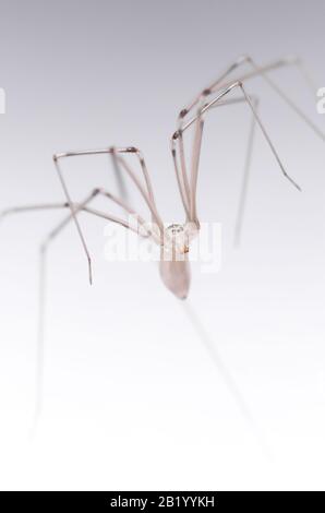 Pholcidae, Pholcus phalangioides, macro di ragno cantina, ragno longlegs daddy o ragno cranio su sfondo bianco Foto Stock