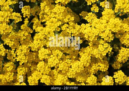 La foto mostra alyssum dolce in primavera Foto Stock