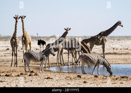Un gruppo di Zebre, Giraffe e Ostrichs presso un'apertura d'acqua nel Parco Nazionale di Etosha Foto Stock