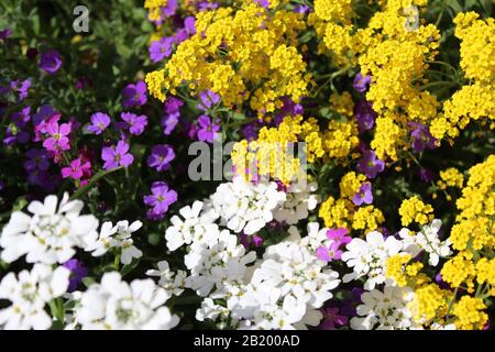 La foto mostra alyssum dolce in primavera Foto Stock