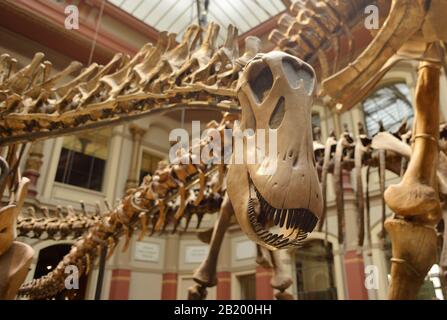 Berlino, Germania 07-07-2019 all'interno del museo di storia naturale, esposizione dettagliata di scheletri preistorici Foto Stock