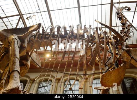 Berlino, Germania 07-07-2019 Museo di storia naturale, mostra dello scheletro del tirannosauro rex Foto Stock