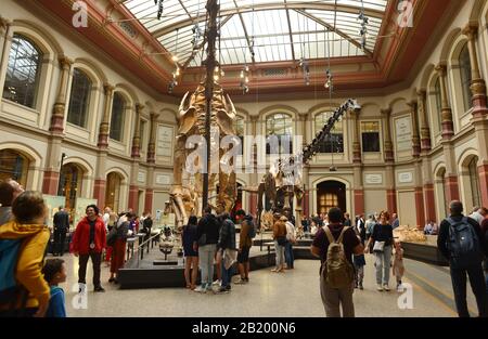 Berlino, Germania 07-07-2019 visitatori all'interno del famoso museo di storia naturale, in mostra di scheletri preistorici Foto Stock